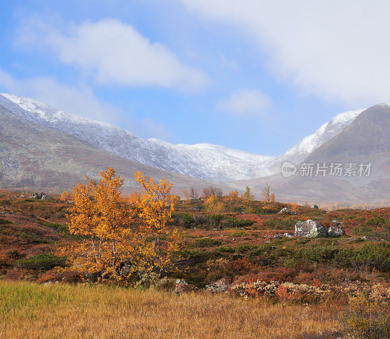 挪威，Hemsedal Buskerud，秋天的山地景观与柔和的桦树